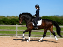Gelding CDE Caballo Deporte Espanol For sale 2022 Dark Bay