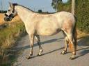 Mare Connemara For entrust 2022 Bay