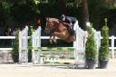 Gelding Welsh Part Bred For sale 2022 Other color