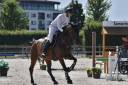 8 years old broodmare for sale