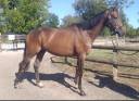 Gelding Thoroughbred For sale 2023 Bay