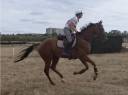 Gelding Thoroughbred For sale 2022 Chesnut