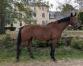 Mare Hanoverian For sale 2015 Bay