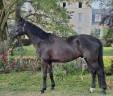 Gelding Hanoverian For sale 2021 Black