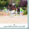 Gelding KWPN Dutch Warmblood For sale 2018 Dark Bay