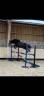 Gelding Origin Recorded For sale 2023 Grey