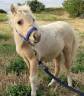 Stallion Shetland Pony For sale 2026 Palomino