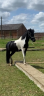 Gelding Pottok  For sale 2021 Coloured