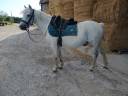 Gelding Welsh Pony (Section B) For sale 2013 Grey