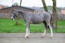 Entire Welsh Pony (Section A) For sale 2025 Grey