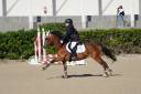 Gelding French Saddle Pony For sale 2014 Light chestnut