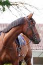 Mare Selle Fran&ccedil;ais For sale 2022 Bay