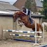 Mare KWPN Dutch Warmblood For sale 2022 Chesnut