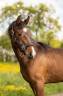 Mare sBs Belgian Warmblood For sale 2025 Dark Bay
