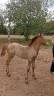 Stallion Camargue For sale 2026 Grey