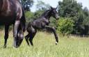 Filly CDF - French Dressage Horse For sale 2026 Black