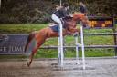 Mare New Forest For sale 2016 Chesnut