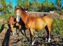 Entire Welsh Part Bred For sale 2023 Bay