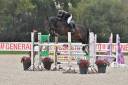 Gelding Selle Fran&ccedil;ais For sale 2014 Dark Bay