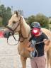Gelding New Forest For sale 2022 Palomino