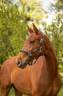 Mare BWP Belgian Warmblood For sale 2024 Chesnut