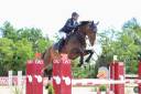 Gelding Origin Recorded For sale 2018 Black
