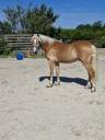Gelding Haflinger For sale 2024 Palomino