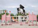 Gelding Holsteiner For sale 2015 Grey