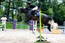 Mare French Saddle Pony For sale 2018 Grey