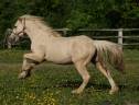 Gelding Welsh Pony (Section D), Welsh Cob For sale 2024 Palomino