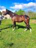 Mare Zangersheide For sale 2022 Bay