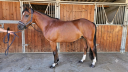 Gelding French Saddle Pony For sale 2017 Bay
