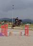 Gelding French Saddle Pony For sale 2017 Bay