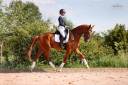 Gelding Hanoverian For sale 2021 Chesnut