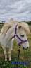 Broodmare No Origin Recorded For sale 2013 Grey