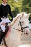 Gelding Connemara For sale 2022 Appaloosa