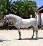 Gelding CDE Caballo Deporte Espanol For sale 2015 Grey