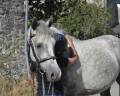 Gelding Connemara For sale 2021 Grey