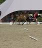 Colt BWP Belgian Warmblood For loan 2026 Bay