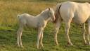 Filly Arabian Half Blood For sale 2026 Cremello