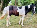 Gelding No Origin Recorded For sale 2023 Coloured