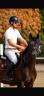 Gelding Selle Fran&ccedil;ais For sale 2020 Dark Bay