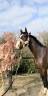 Gelding Zangersheide For sale 2020 Dark Bay