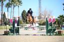 Gelding Selle Fran&ccedil;ais For sale 2021 Chesnut