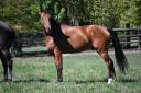 Gelding Selle Fran&ccedil;ais For sale 2020 Bay