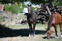 Gelding Selle Fran&ccedil;ais For sale 2021 Dark Bay