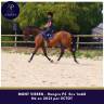 Gelding Thoroughbred For sale 2021 Bay