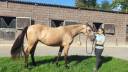 Mare PRE Pure Spanish Bred For sale 2023 Buckskin