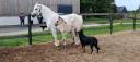 Colt Highland  For sale 2026 Grey
