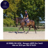 Gelding AQPS For sale 2021 Bay